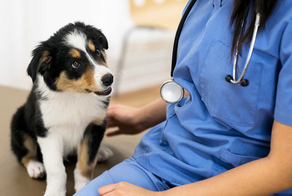 Centro veterinario Las Rozas