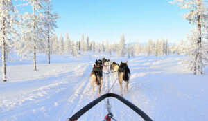 Mushing Madrid