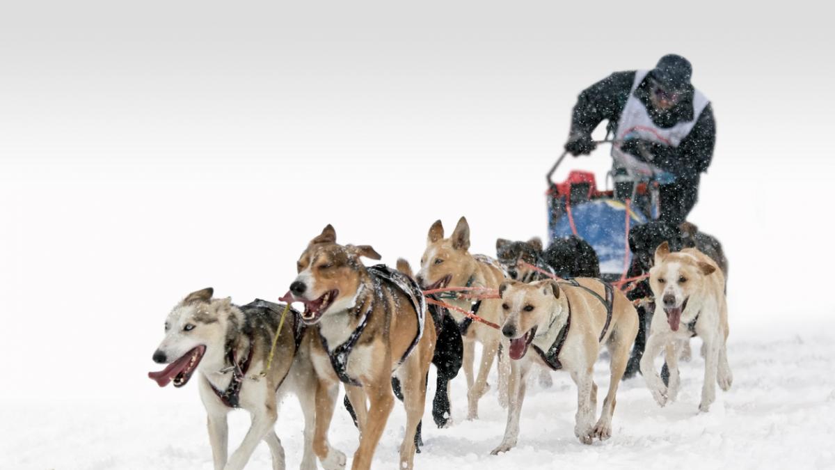 Veterinario Mushing Madrid