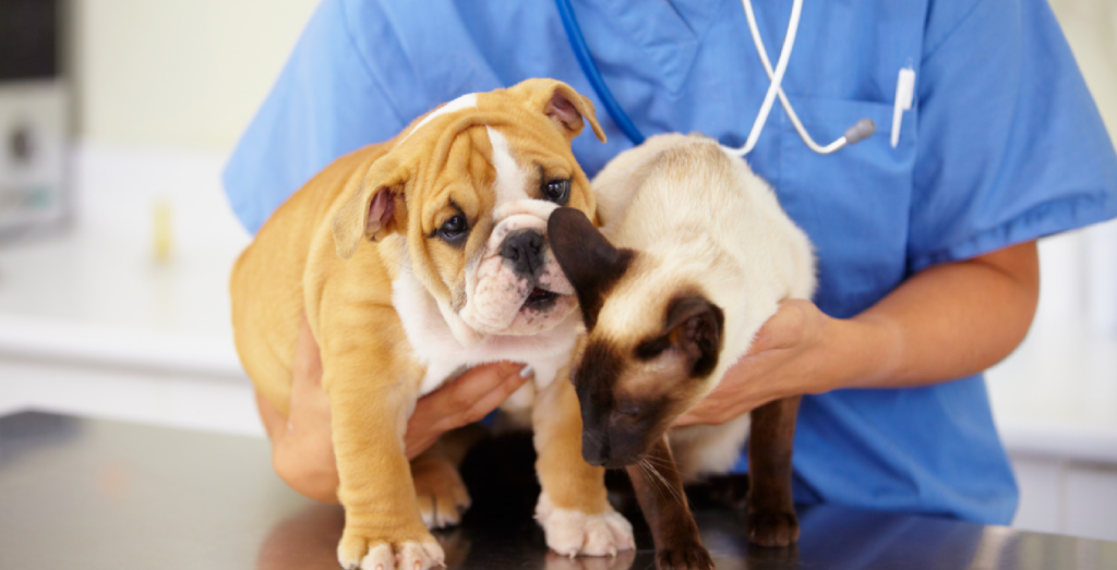 Servicios veterinarios en Las Rozas