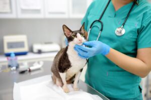 Servicios veterinarios en Las Rozas