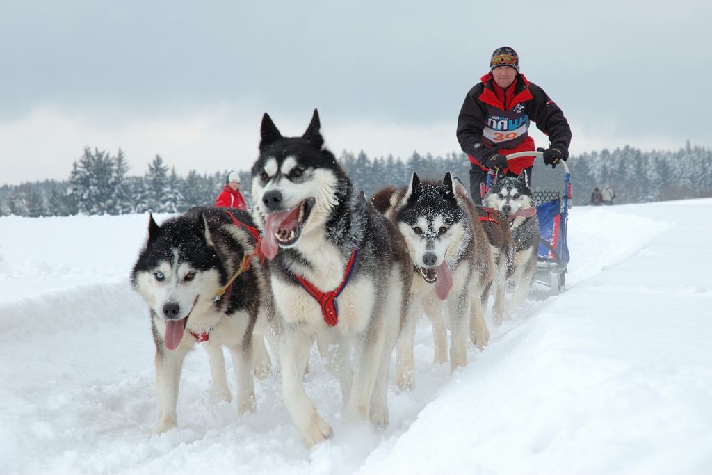 Veterinario Mushing Madrid