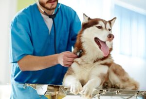 Centro Veterinario Las Rozas