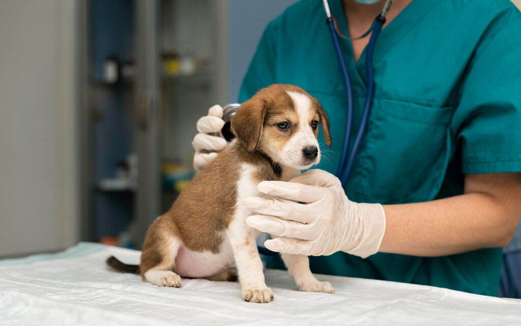 Centro Veterinario Las Rozas profesional