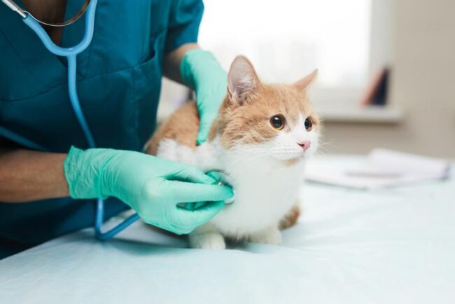 Centro veterinario en Boadilla del Monte profesional