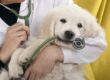 Veterinario profesional en las Rozas Madrid