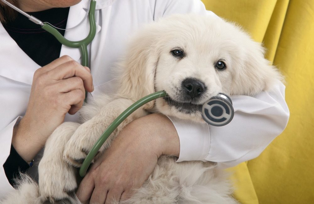 Veterinario profesional en las Rozas Madrid