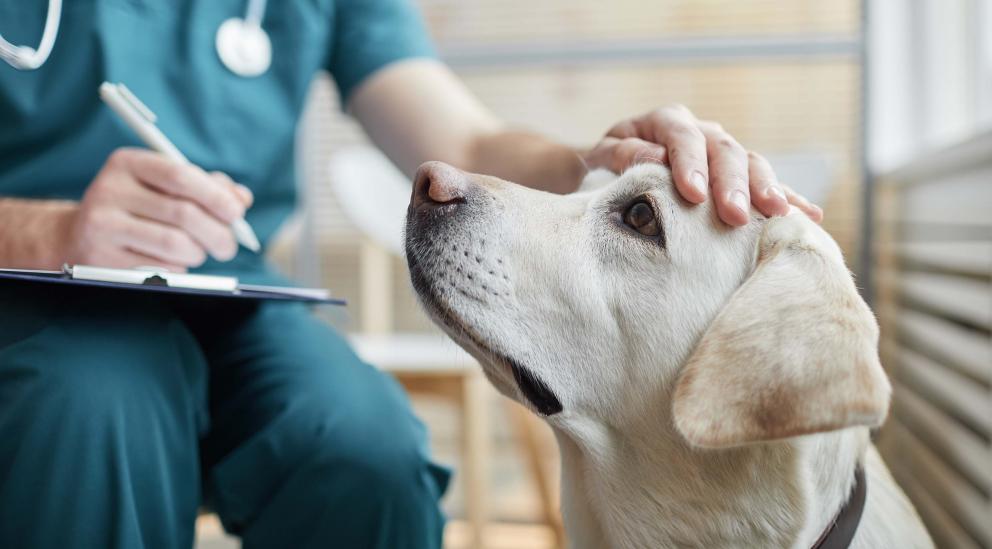 Centro veterinario profesional en las Rozas