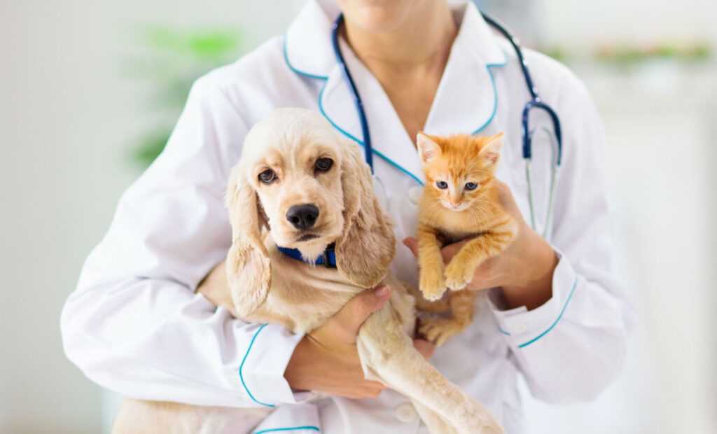 Veterinario especializado en Las Rozas de Madrid