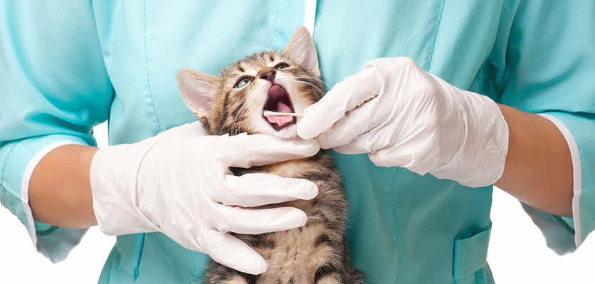 Centro veterinario en Madrid