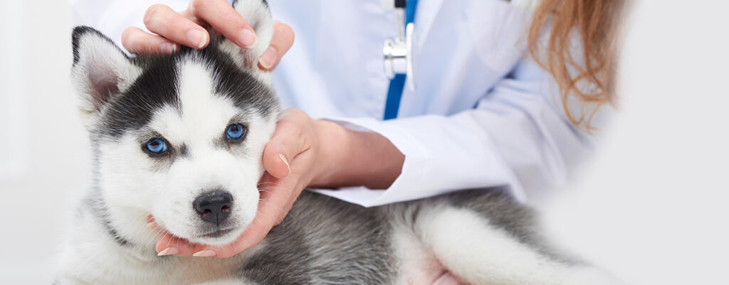 Servicio veterinario profesional en Boadilla del Monte