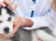 Servicio veterinario profesional en Boadilla del Monte