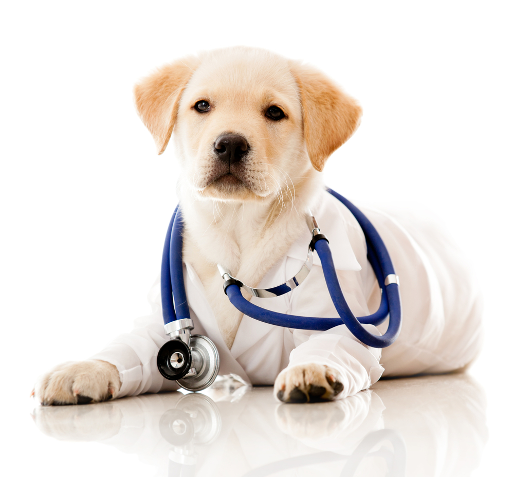 Servicio veterinario profesional en Boadilla del Monte Madrid