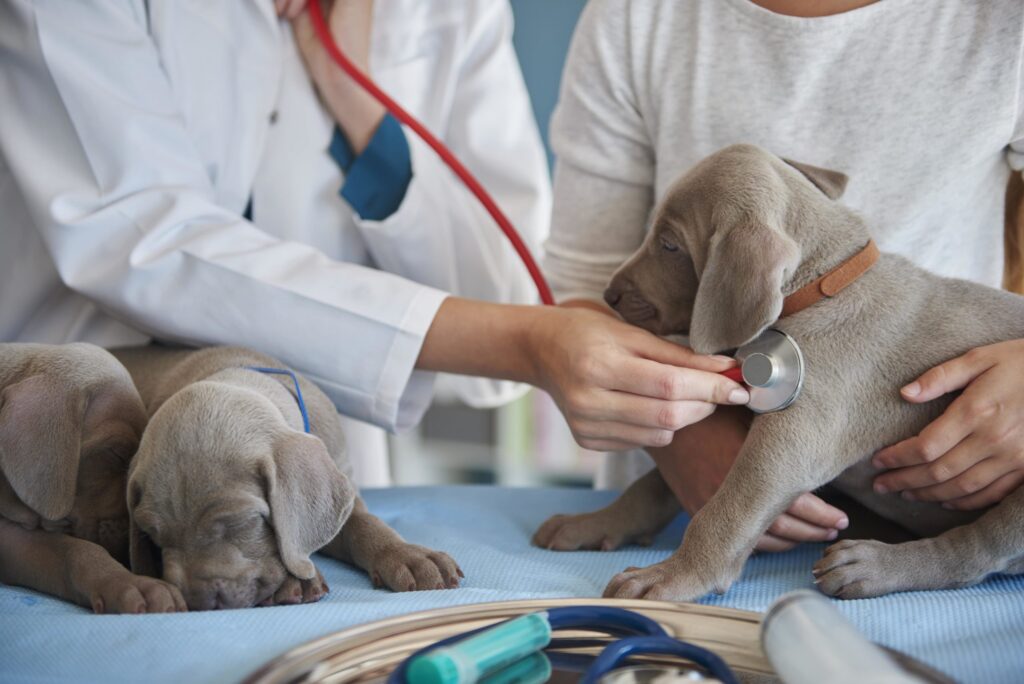 El mejor centro veterinario de Boadilla del Monte