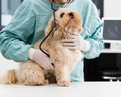 El mejor centro veterinario de Boadilla del Monte