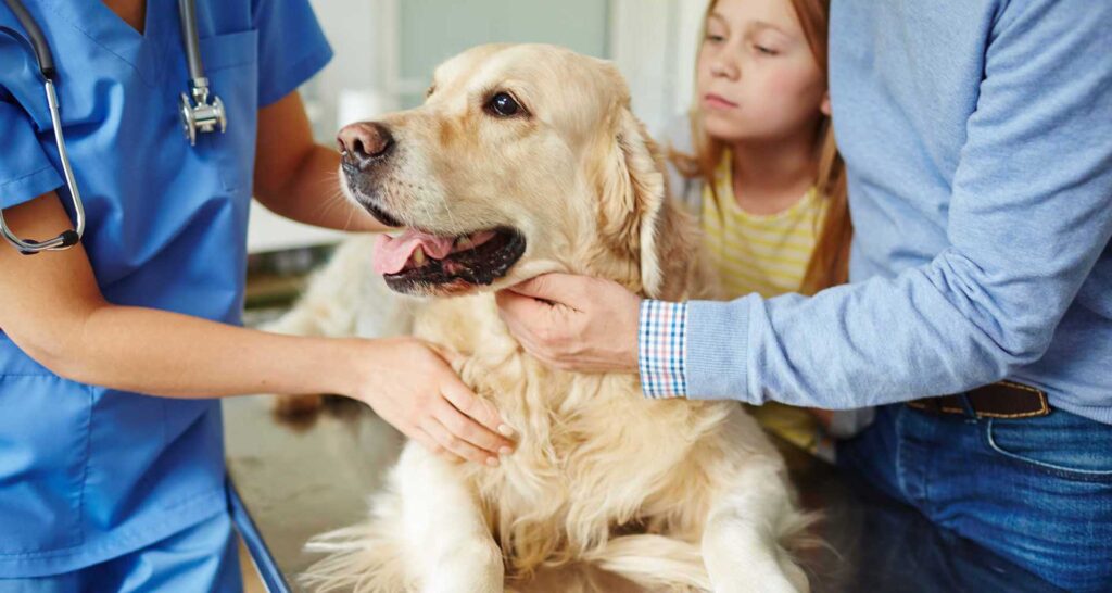 Centro Veterinario zona Boadilla del Monte profesional