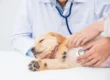 Veterinario profesional en Boadilla del Monte